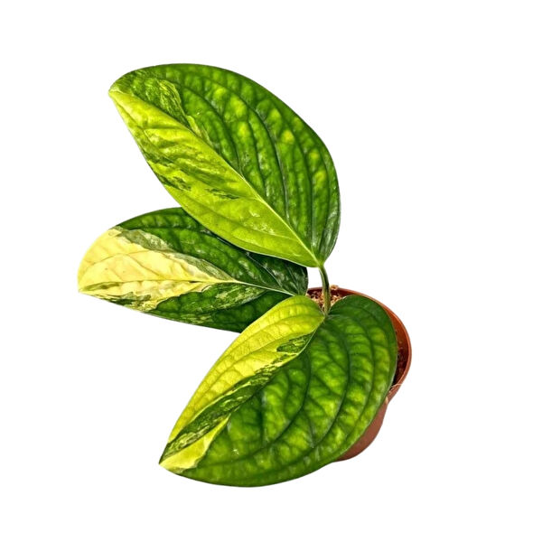 Betonish İç Mekan Bitkileri