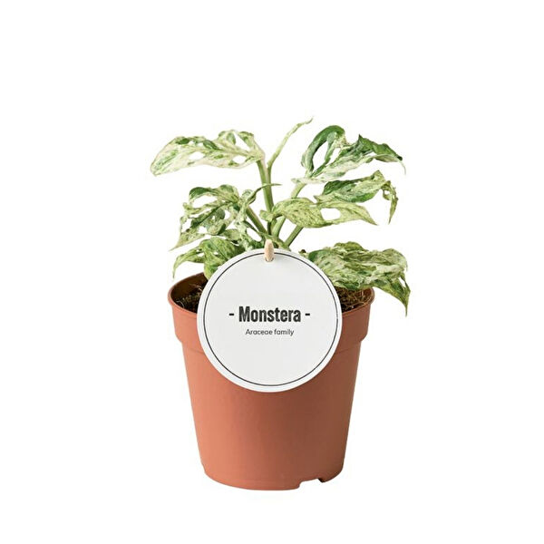 Betonish İç Mekan Bitkileri