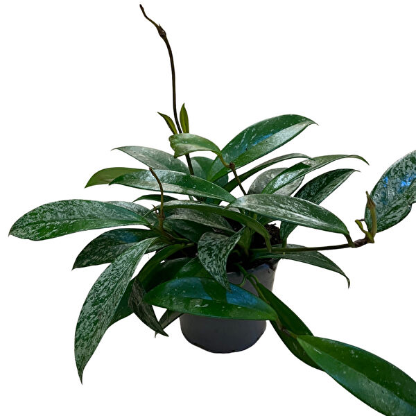 Betonish İç Mekan Bitkileri