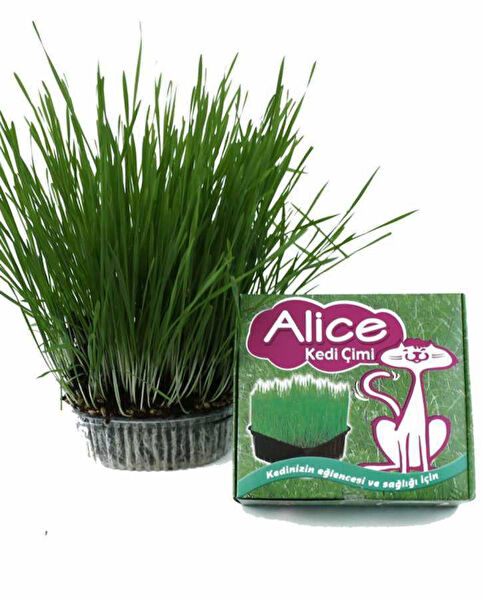 Alice Kedi Çimleri
