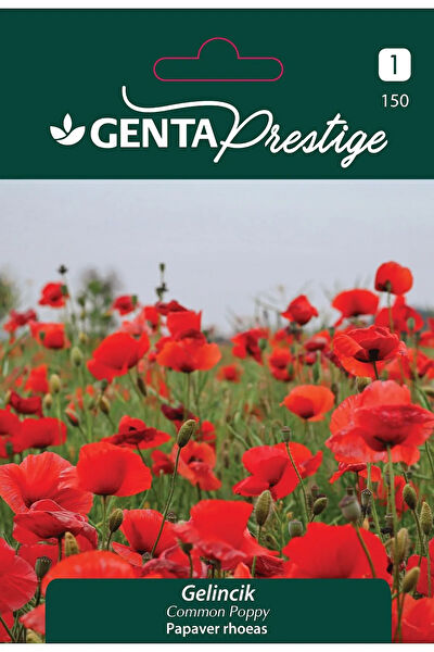 Genta Prestige Tohum