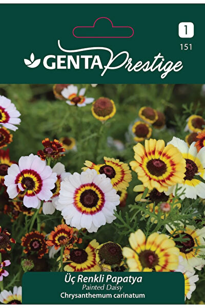 Genta Prestige Tohum