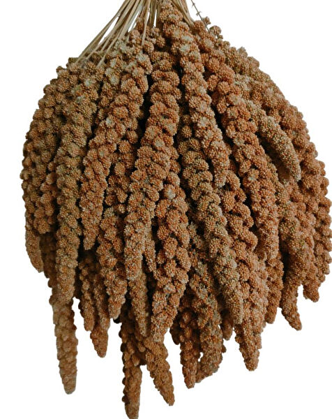 PETMAMACI Kuş Yemi, Kraker