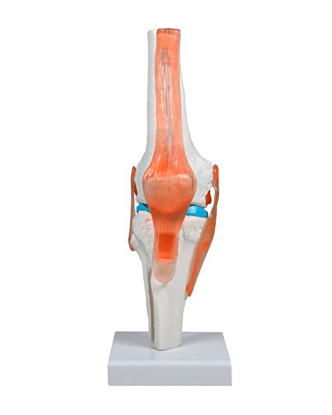 Temel Eğitici Oyuncaklar