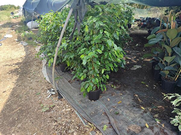 AYDOĞDU Akvaryum Bitkileri, Bakımı