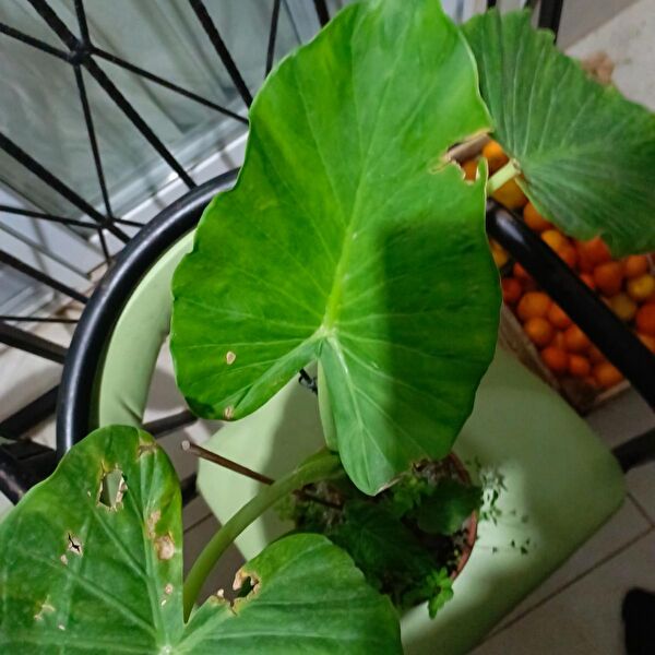 AYDOĞDU Bitki Yetiştirme Kiti