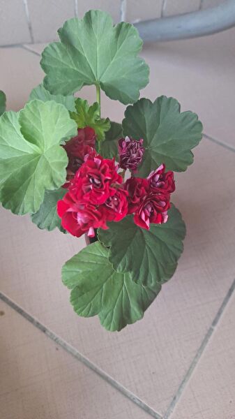 AYDOĞDU Akvaryum Bitkileri, Bakımı