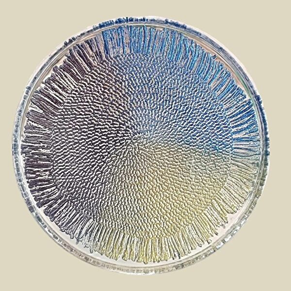 ES HOME COLLECTİON Servis, Sunum Tabakları