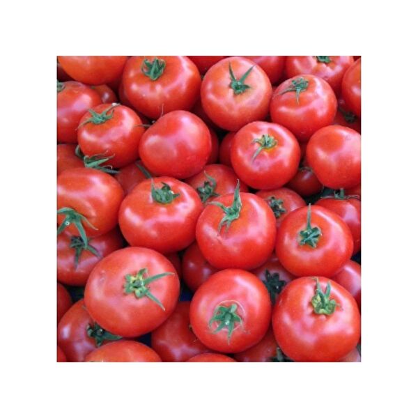 Bursa Tohumculuk Tohum