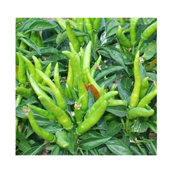 Bursa Tohumculuk Tohum