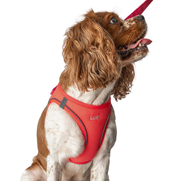 Lusi Doog Köpek Tasmaları