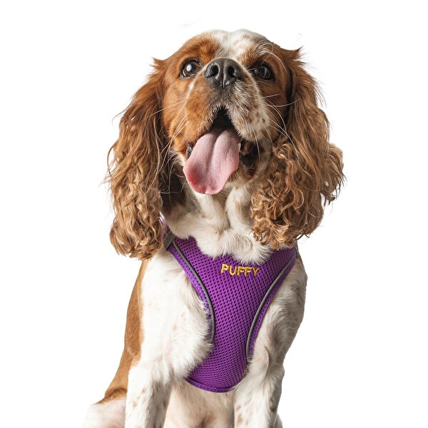 Lusi Doog Köpek Tasmaları