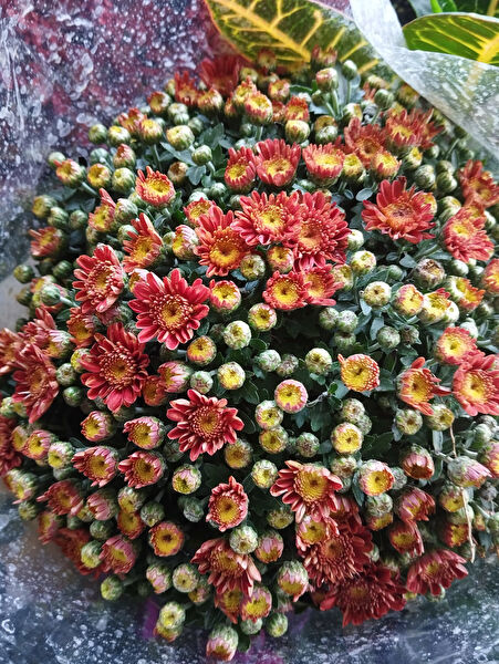 Fidancıyız Torf ve Toprak