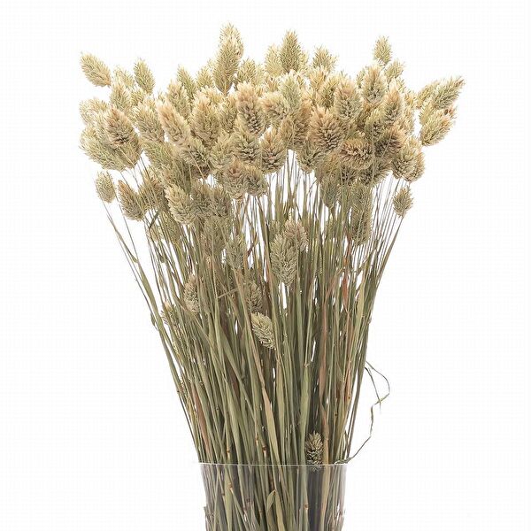 Nettenevime Yapay Çiçek, Meyve