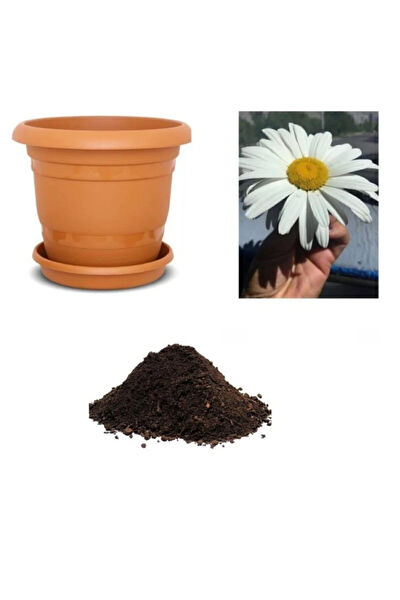 Serdar Çam Tohumculuk Tohum