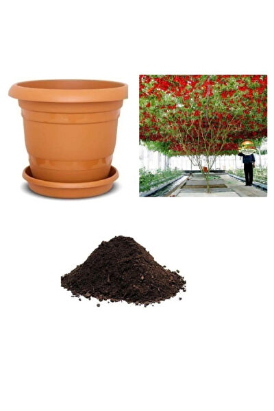 Serdar Çam Tohumculuk Tohum