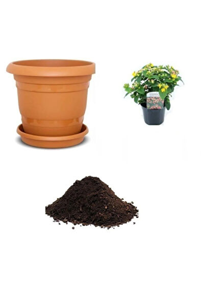 Serdar Çam Tohumculuk Tohum