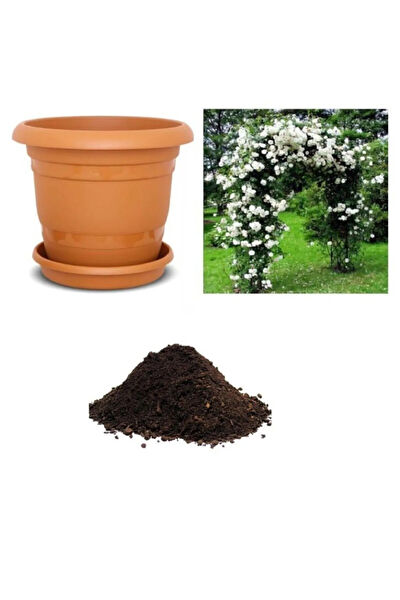 Serdar Çam Tohumculuk Tohum