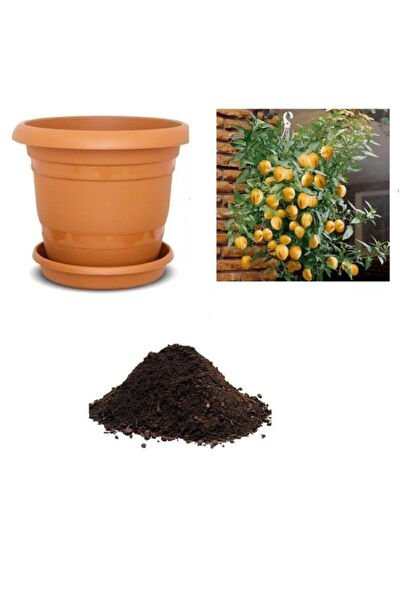 Serdar Çam Tohumculuk Tohum