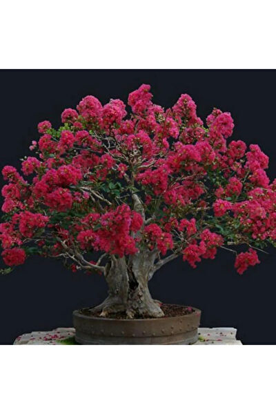 Serdar Çam Tohumculuk Tohum