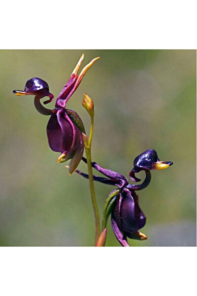 Serdar Çam Tohumculuk Tohum
