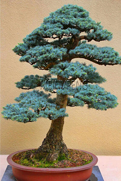 Serdar Çam Tohumculuk Tohum