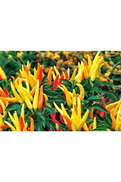 Serdar Çam Tohumculuk Tohum