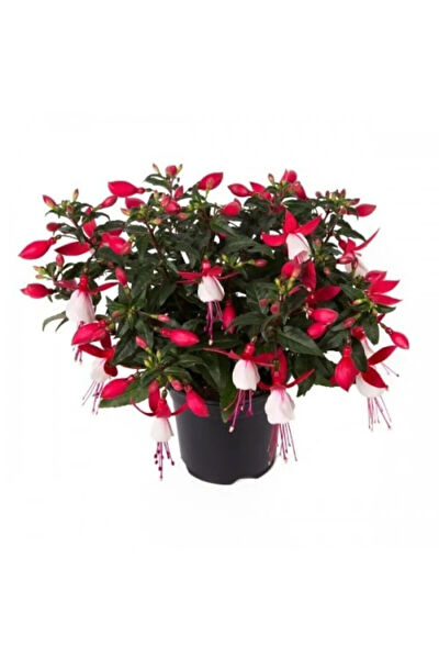 Serdar Çam Tohumculuk Tohum