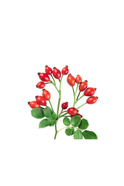 Serdar Çam Tohumculuk Tohum