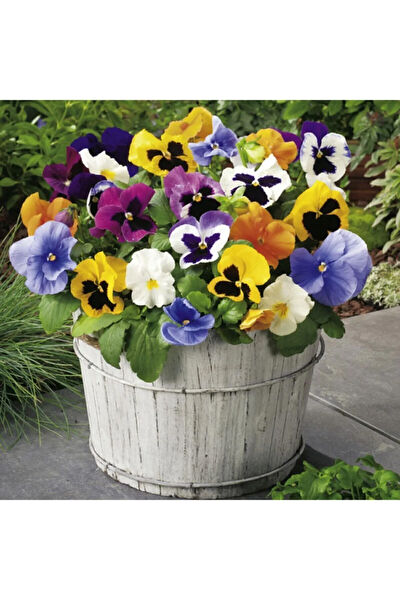 Serdar Çam Tohumculuk Tohum