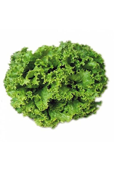 Serdar Çam Tohumculuk Tohum