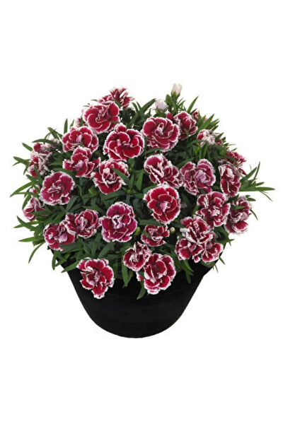 Serdar Çam Tohumculuk Tohum