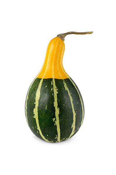 Serdar Çam Tohumculuk Tohum