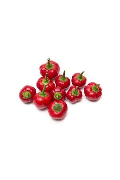 Serdar Çam Tohumculuk Tohum