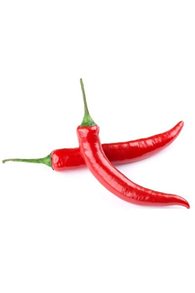 Serdar Çam Tohumculuk Tohum