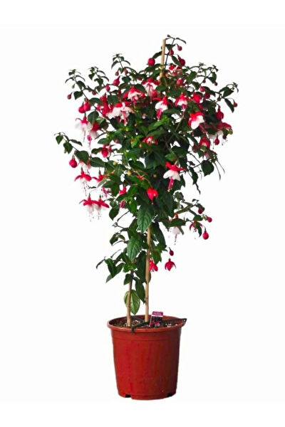 Serdar Çam Tohumculuk Tohum