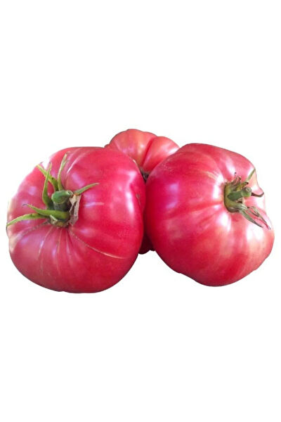 Serdar Çam Tohumculuk Tohum