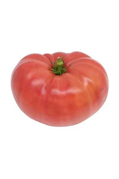 Serdar Çam Tohumculuk Tohum