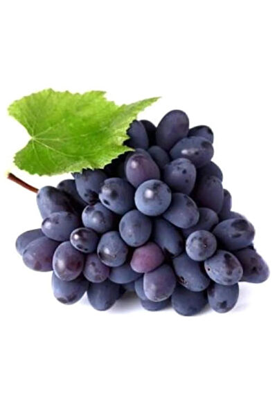 Serdar Çam Tohumculuk Tohum