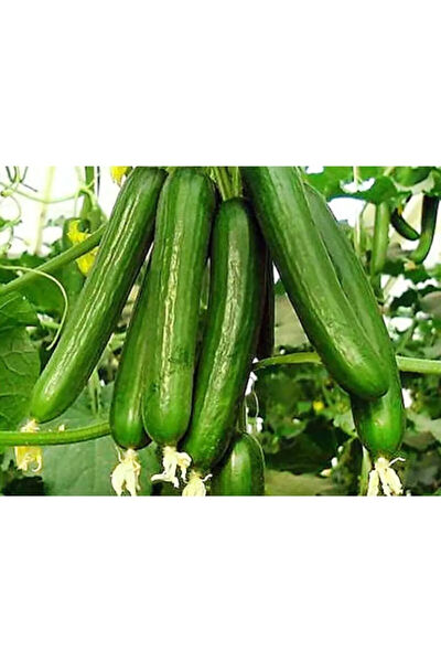 Serdar Çam Tohumculuk Tohum