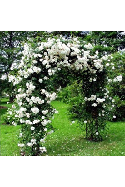 Serdar Çam Tohumculuk Tohum