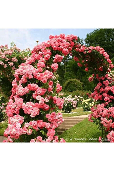 Serdar Çam Tohumculuk Tohum