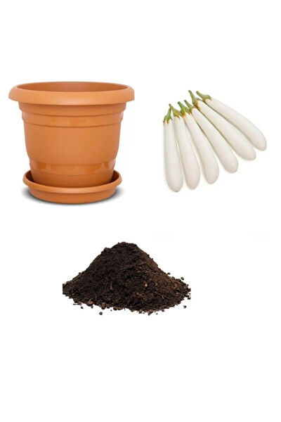 Serdar Çam Tohumculuk Tohum