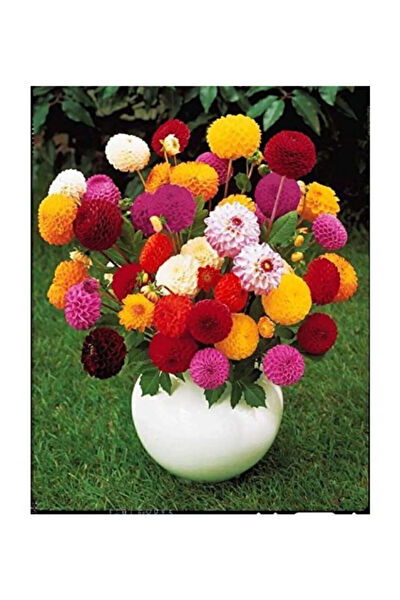 Serdar Çam Tohumculuk Tohum