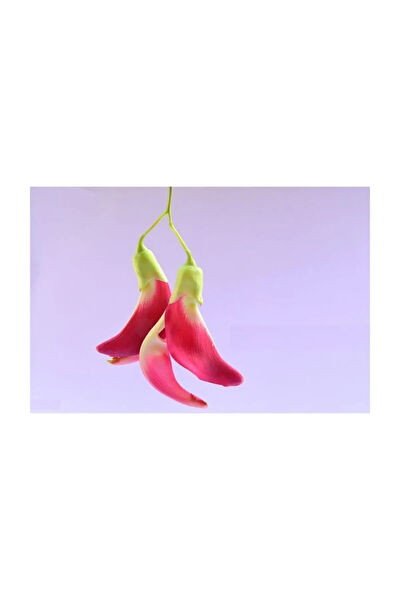 Serdar Çam Tohumculuk Tohum