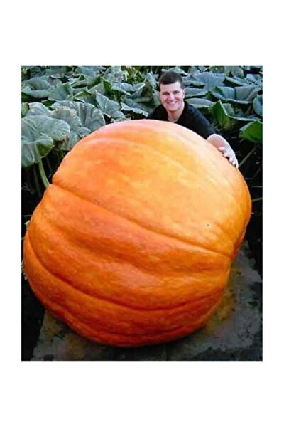 Serdar Çam Tohumculuk Tohum