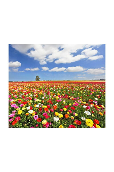 Serdar Çam Tohumculuk Tohum