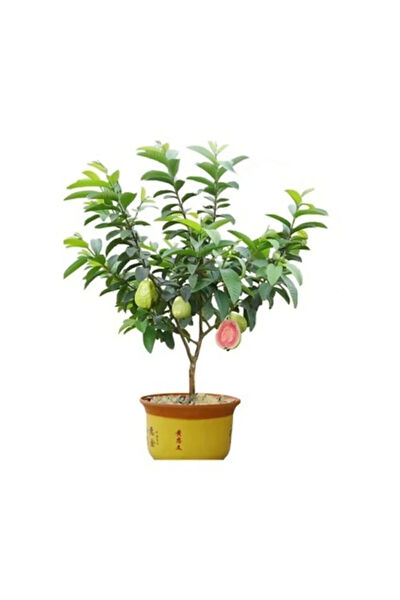 Serdar Çam Tohumculuk Tohum