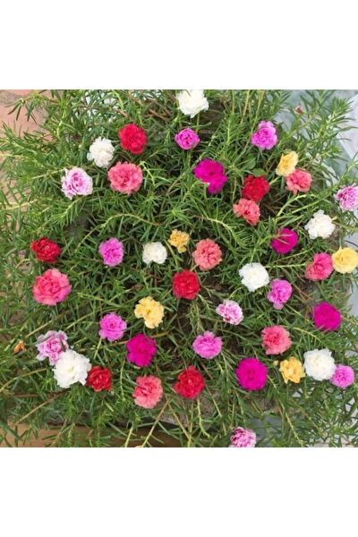 Serdar Çam Tohumculuk Tohum