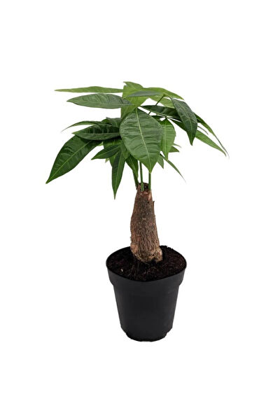 Serdar Çam Tohumculuk Tohum